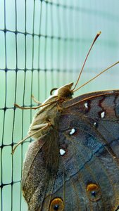 Bug nature color