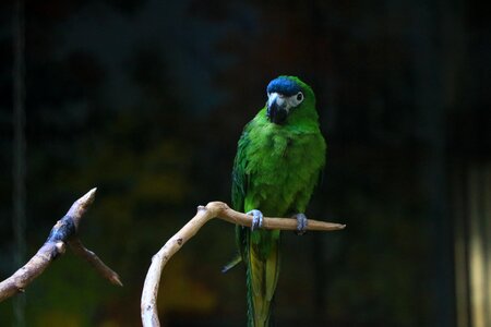 Wildlife wings nature