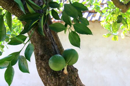 Plant orange tree oranges green photo