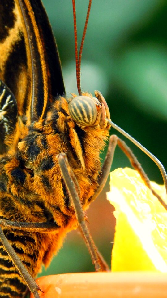 Bug plant butterflies