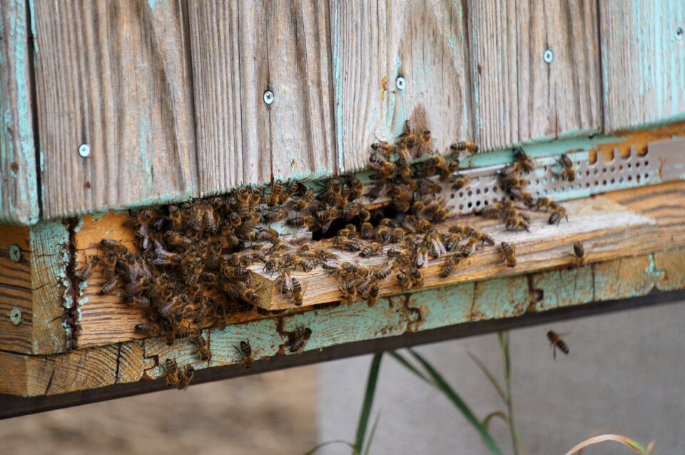 Beehive woods bees stand
