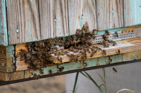 Beehive woods bees stand