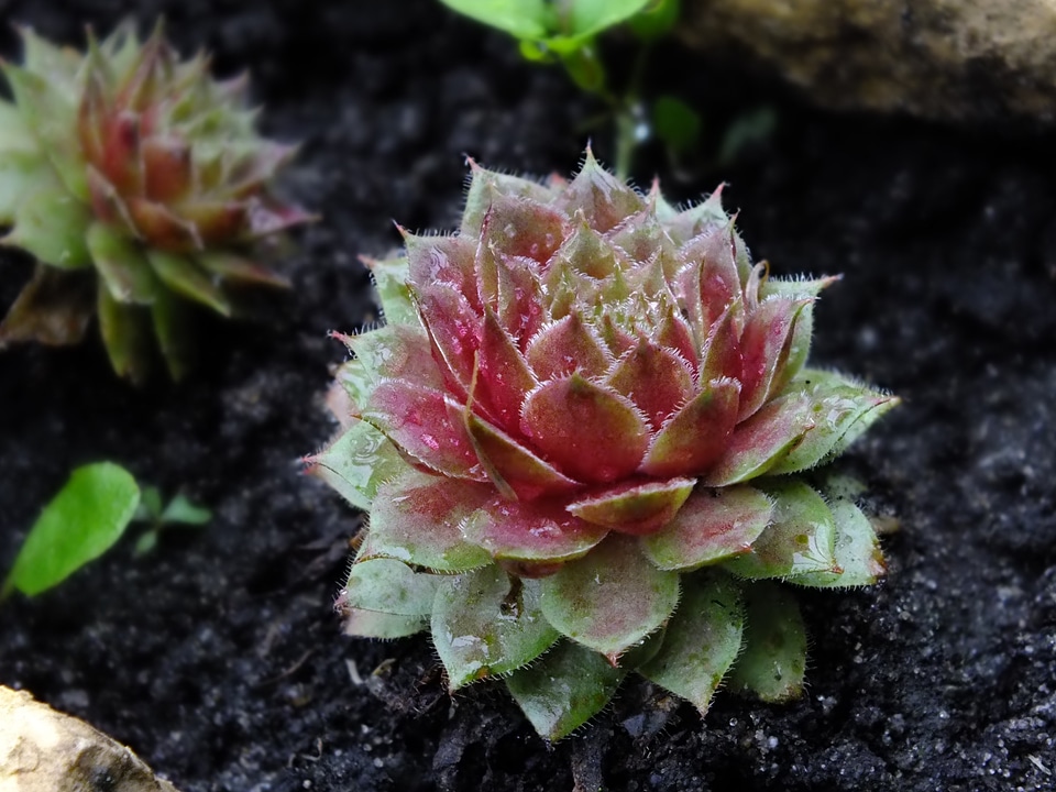 Nature bud in the summer of
