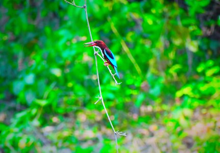 Outdoors bird