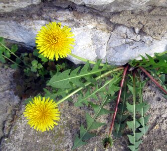 Spring flower Free photos