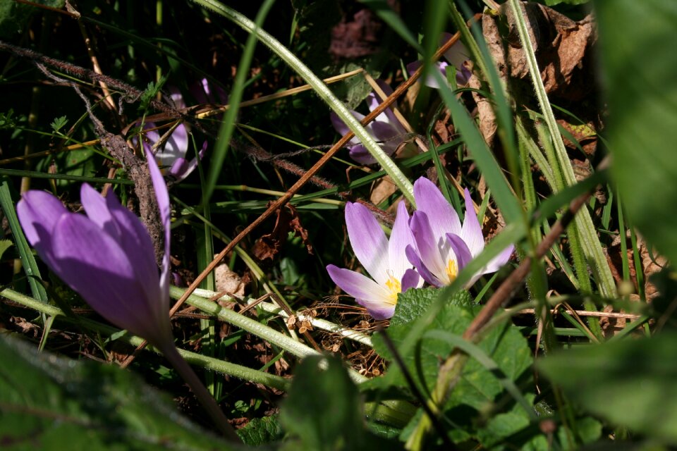 Sheet crocus glade
