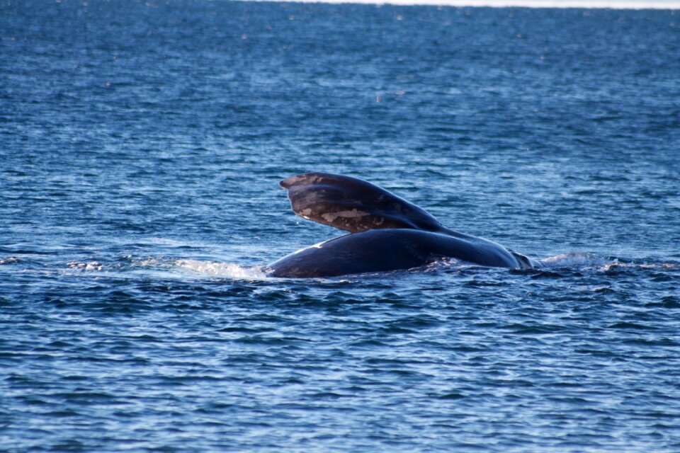 Nature outdoors whale