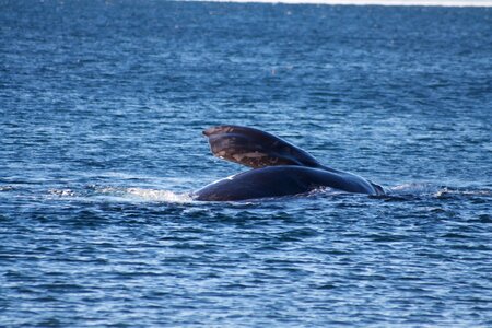 Nature outdoors whale