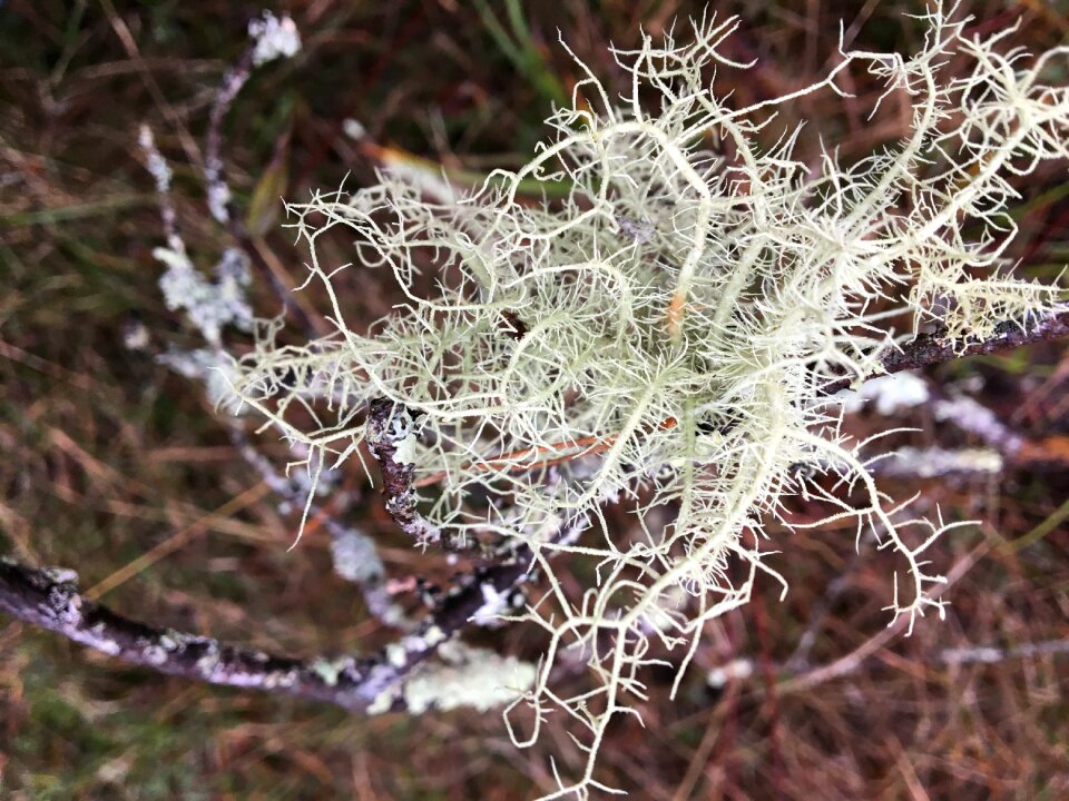 Tree fungus lichen forest