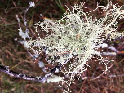 Tree fungus lichen forest photo