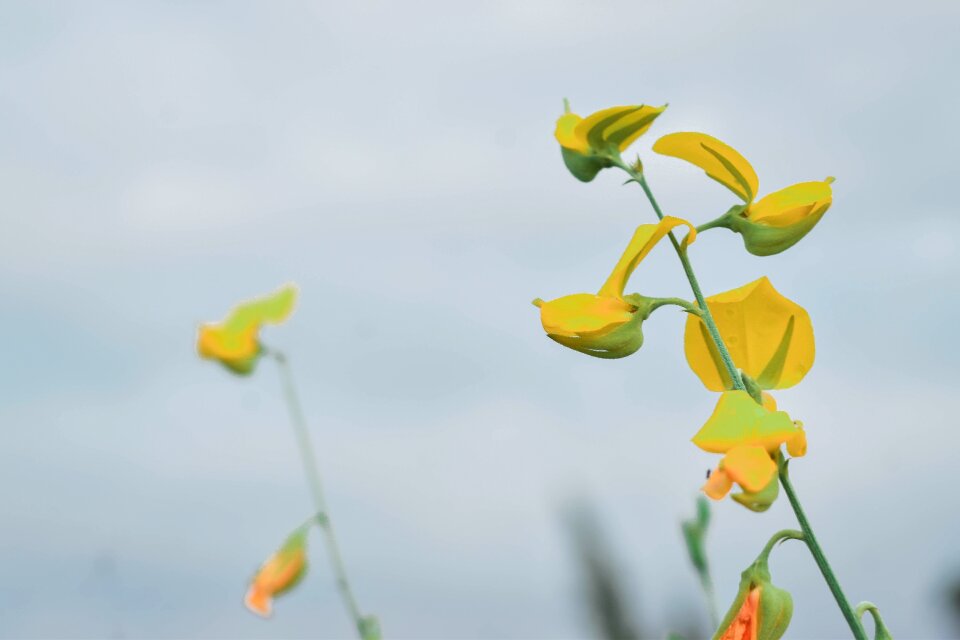 Yellow flowers nature ornamental