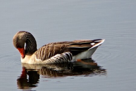 Water birds wildlife geese photo