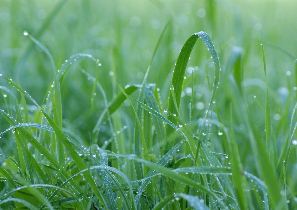The freshness lawn leaf