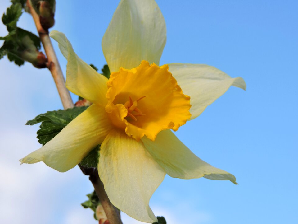 Yellow flower nature