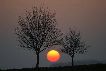 Nature sun tree photo