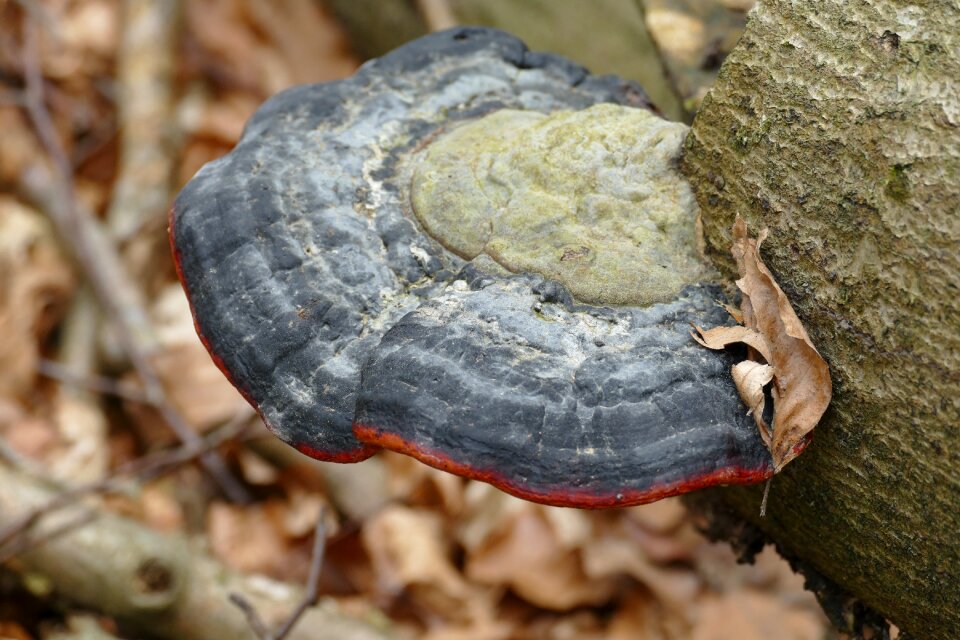 Nature wood forest