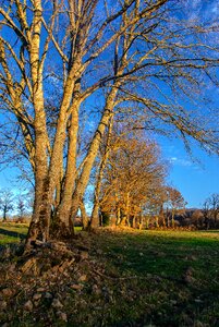 Landscape autumn meadow