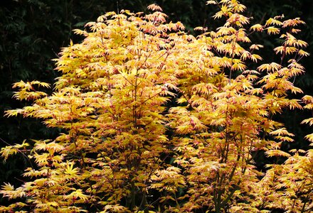 Yellow-leaved nature leaf