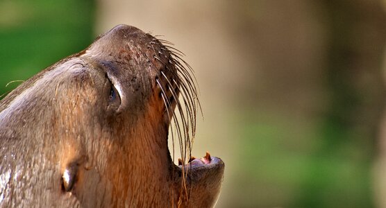 Robbe meeresbewohner animal