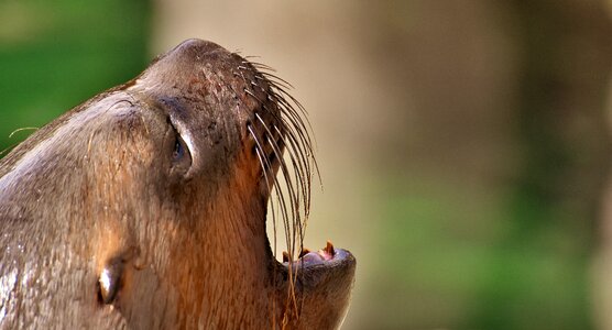 Robbe meeresbewohner animal photo