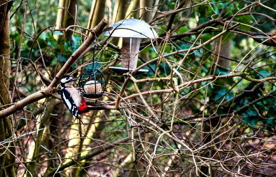 Nature wood bird