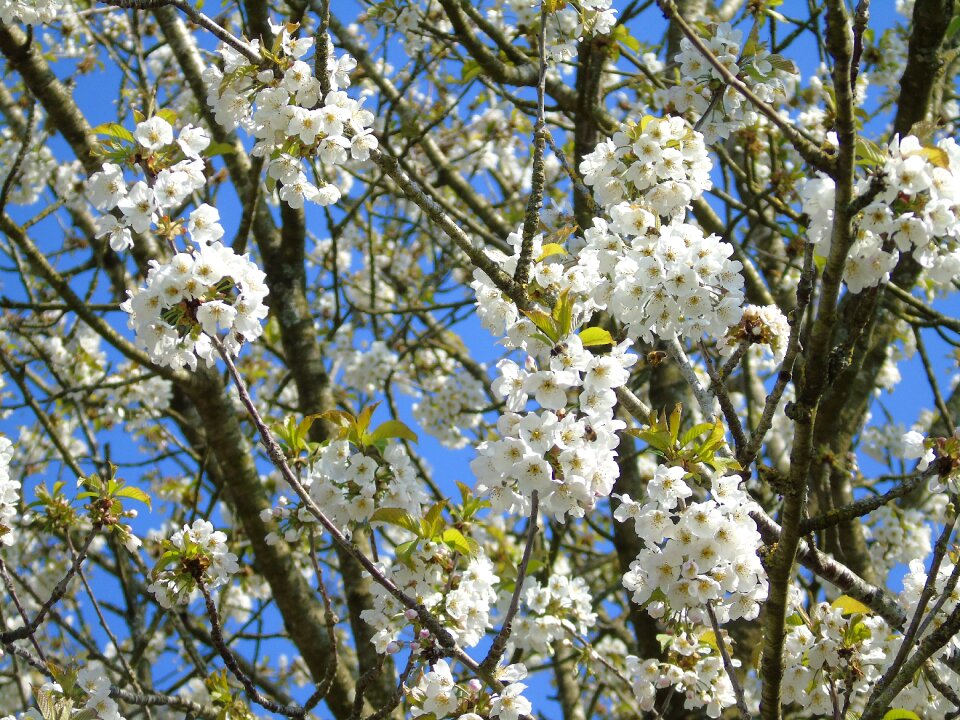 Flower season blooming photo