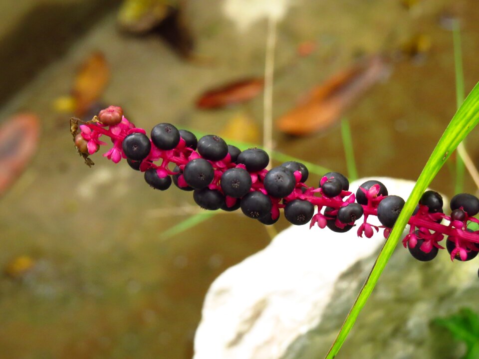 Berries garden red