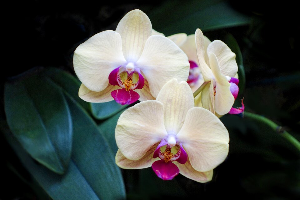 Exotic nature botanical