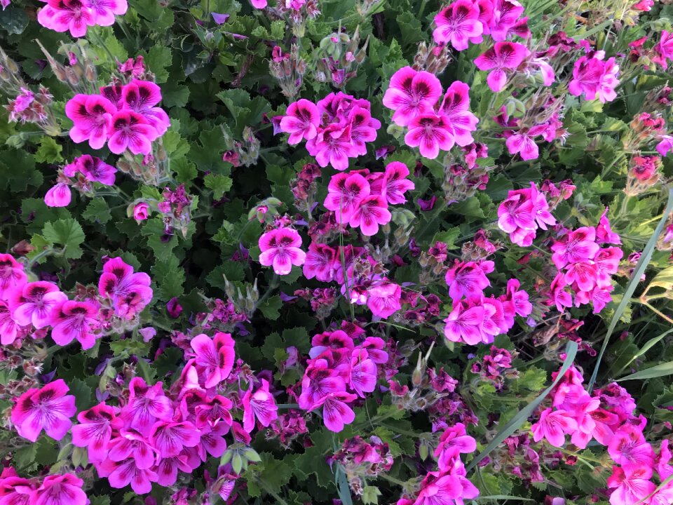 Nature summer blooming