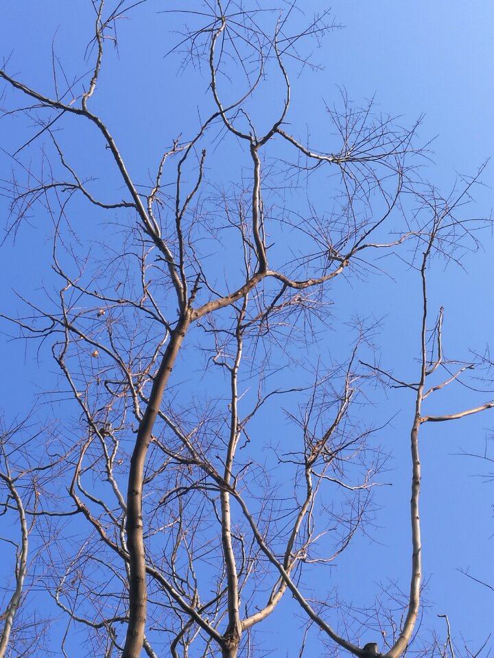 Nature trunk life