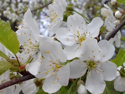 Flower wood branch