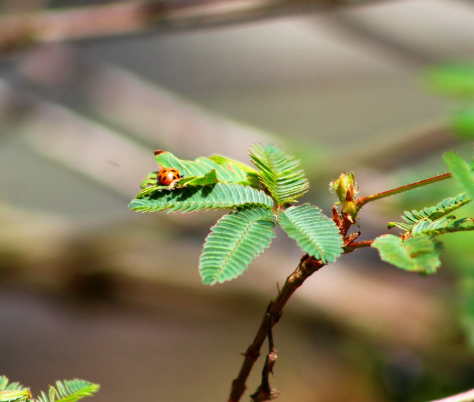 Leaf outdoors pest