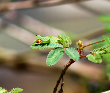 Leaf outdoors pest