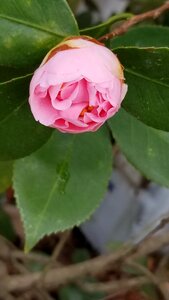 Flora tree bud