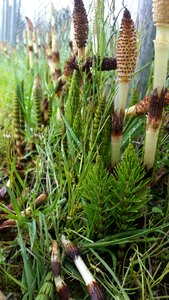 Leaf outdoors grass