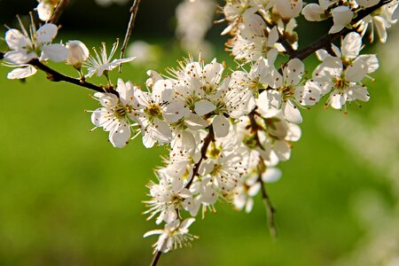 Schlehendorn heckendorn bush