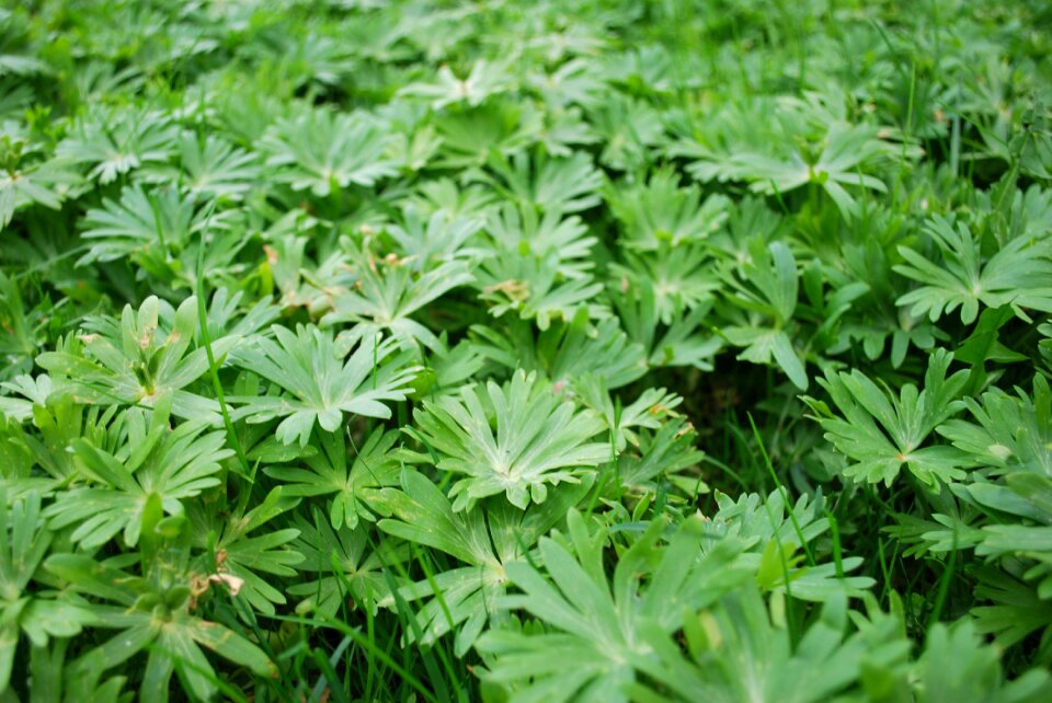 Fresh agriculture nature