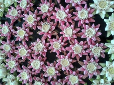Flora floral lotus