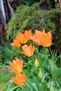 Tulip orange tulip spring flowering