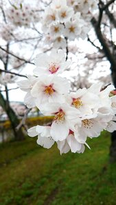 Tree cherry