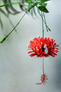Nature hanging flower photo