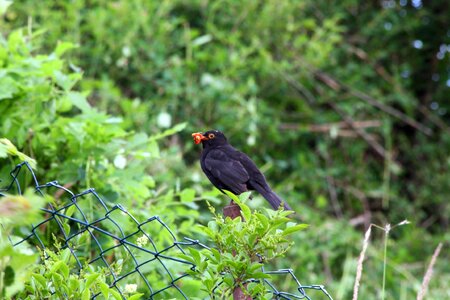 Animal wild blackbird