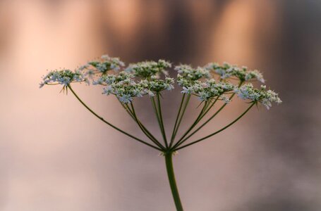 Plant flower leaf photo