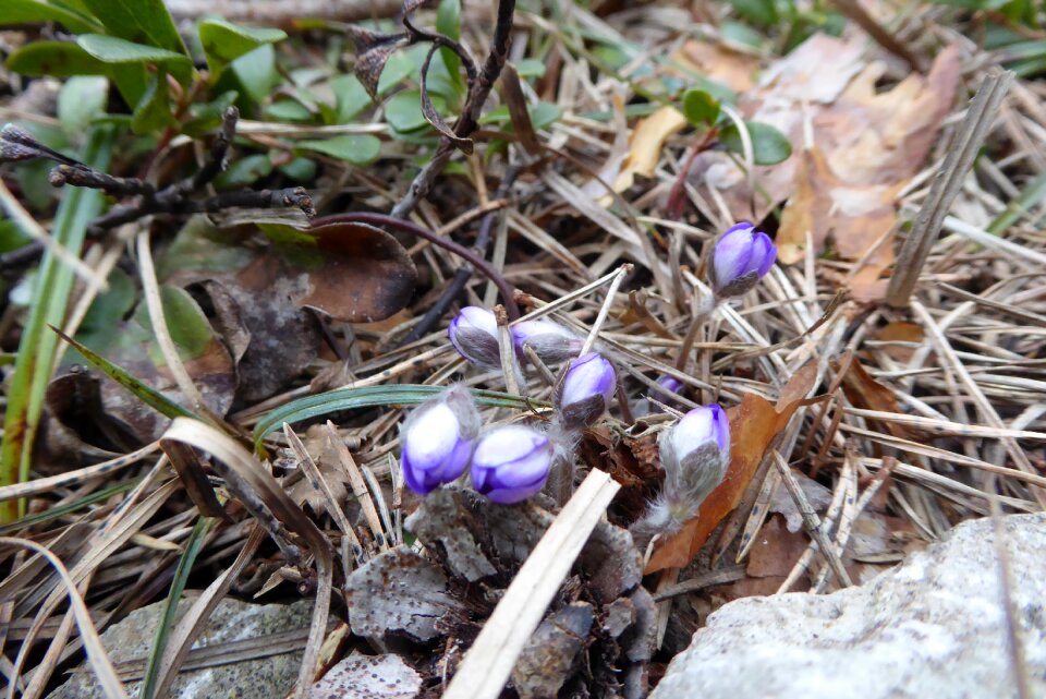 Outdoor leaf flower