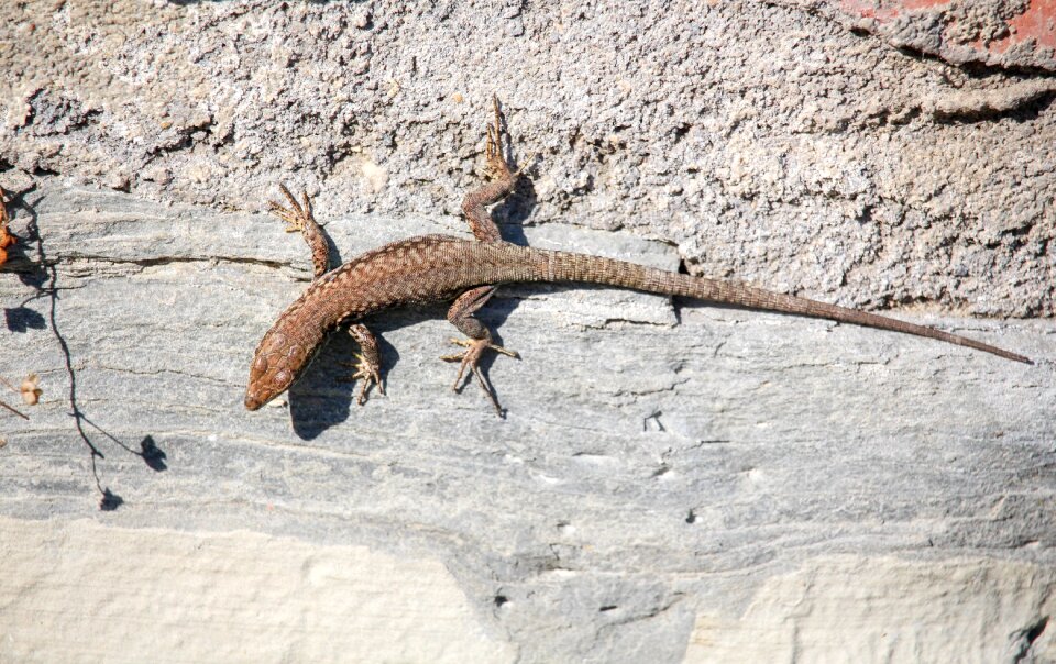 Animal reptile