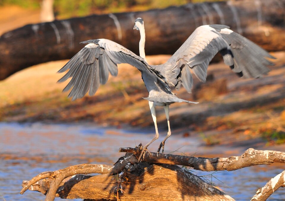 Water outdoors wing