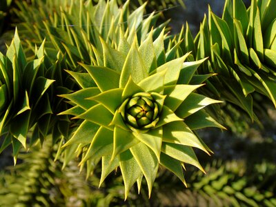 Growth tropical botanical