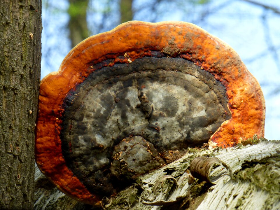 Tree fungus forest nature