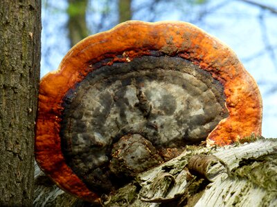 Tree fungus forest nature photo
