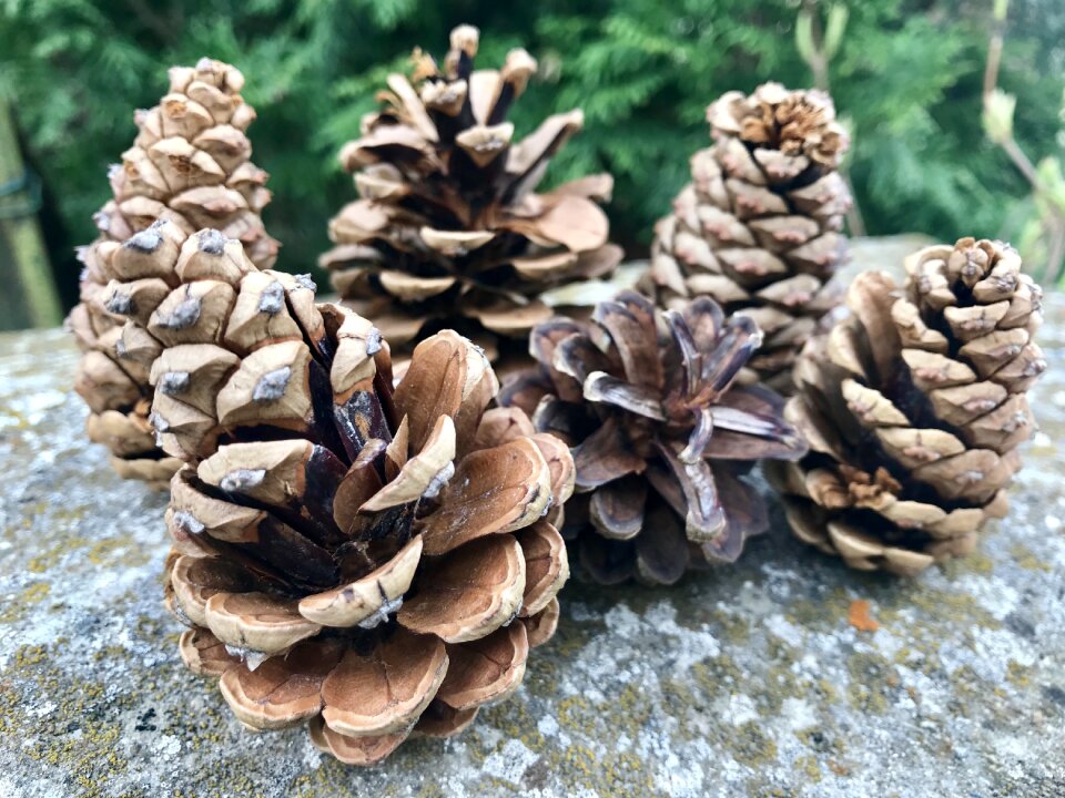 Nature pine landscape